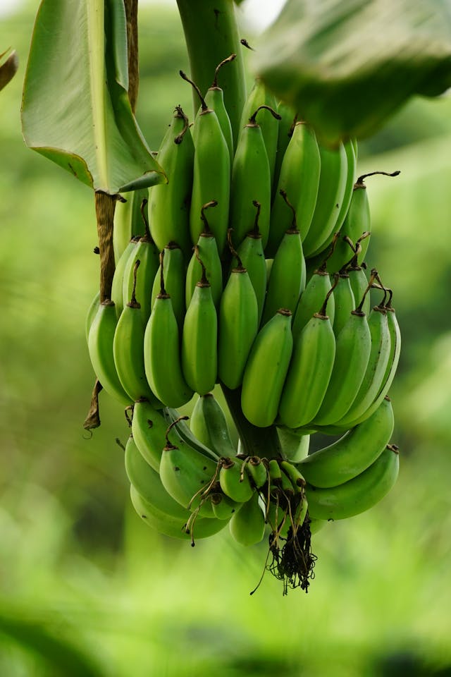 Bananas plantain
