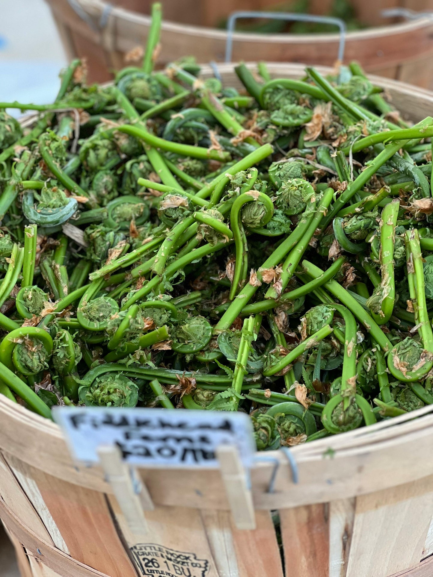 Fiddlehead