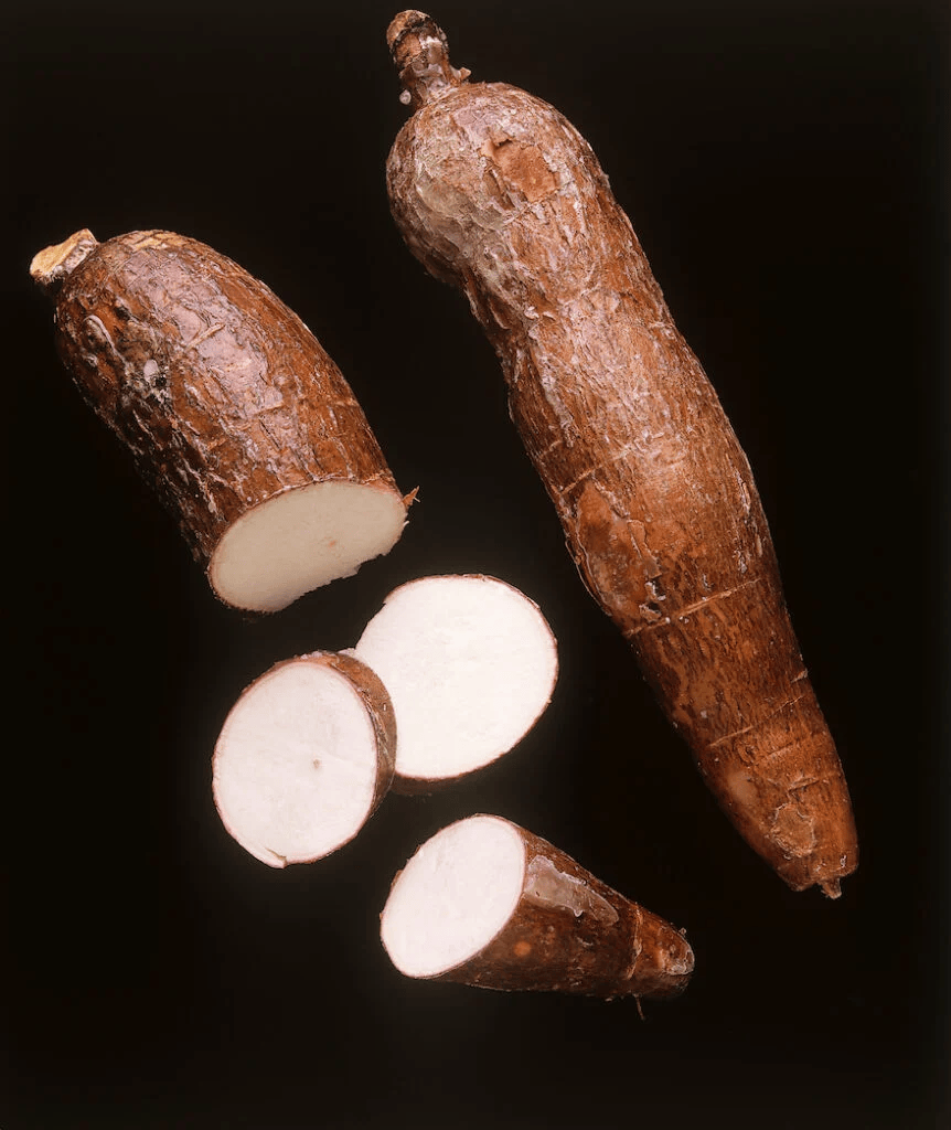 Yacca Root