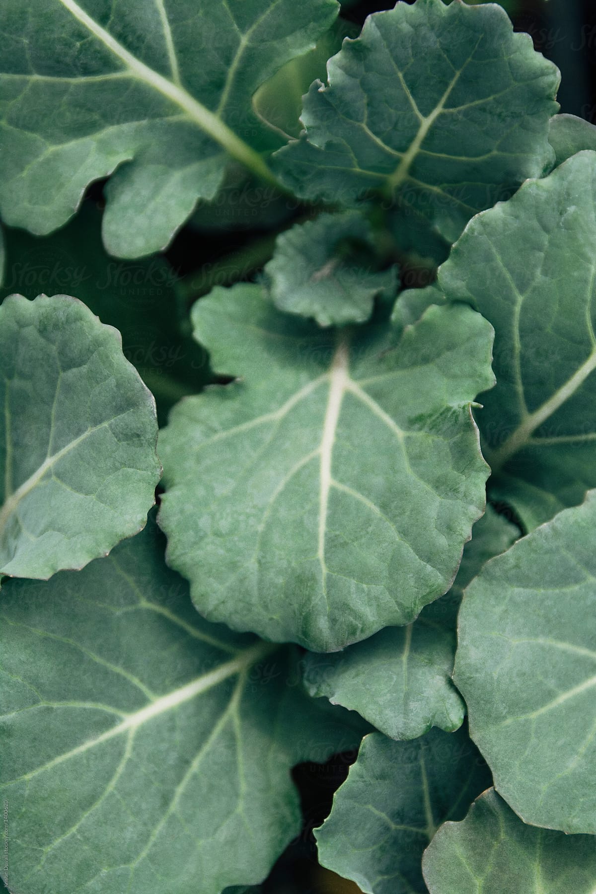 Baby kale