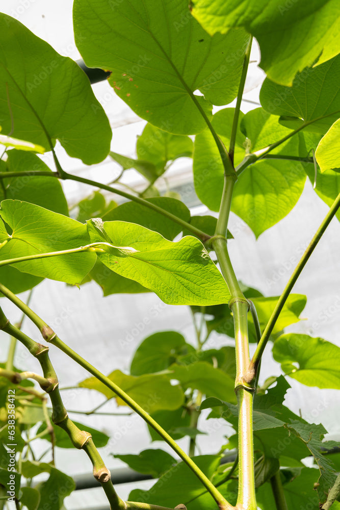 Leaves Hoja Santa
