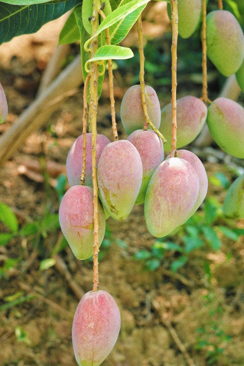Mangoes