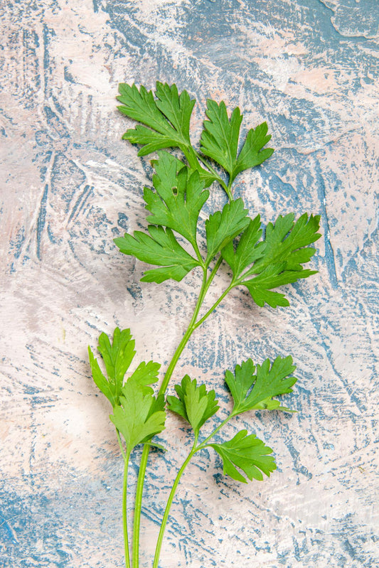 Chervil