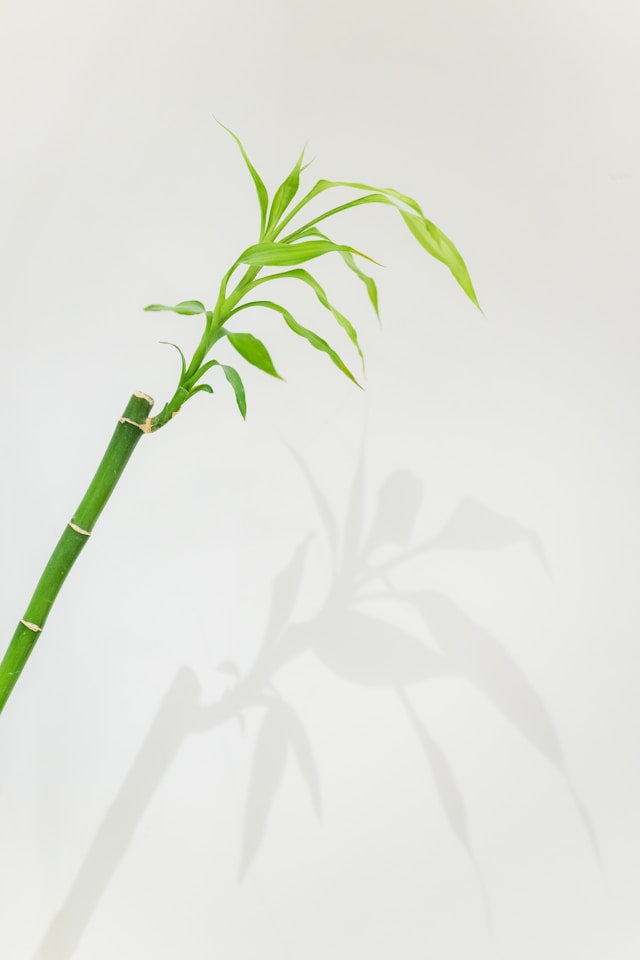 Bamboo leaves