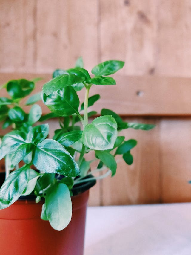 Basil