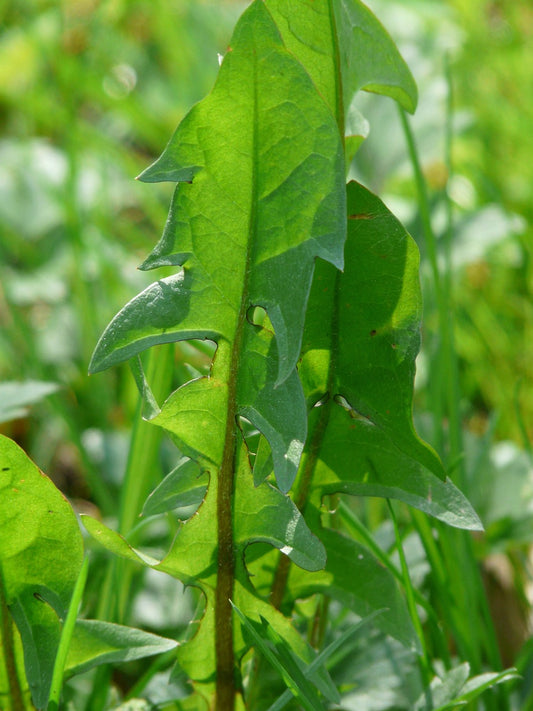 Dandelion greens