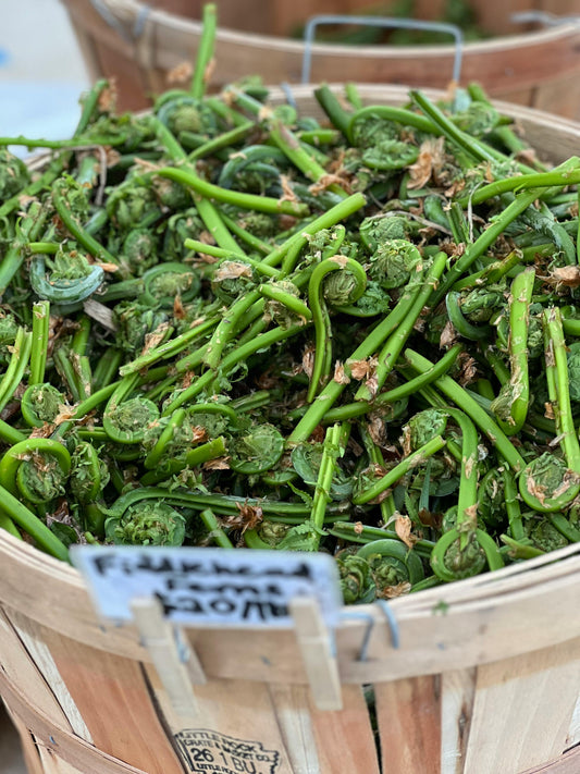 Fiddlehead