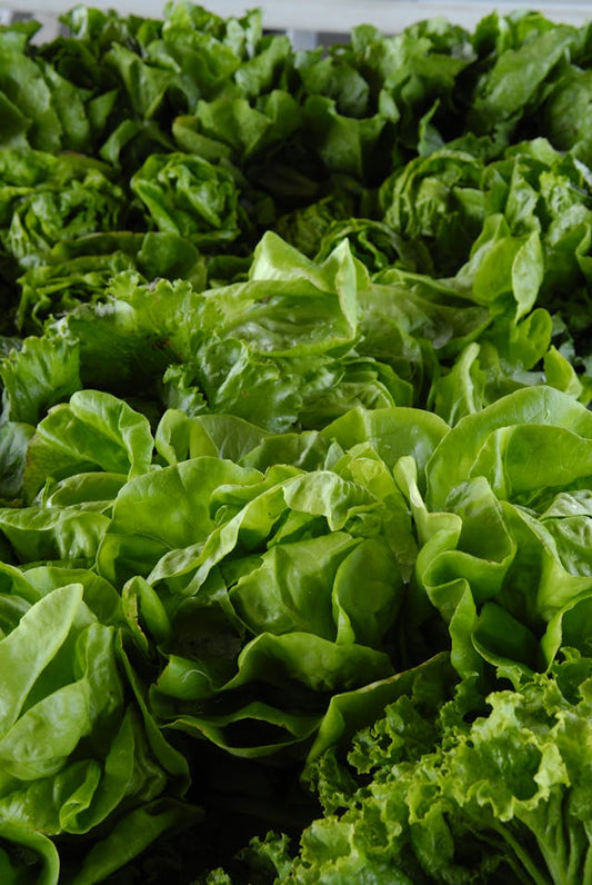 Lettuce