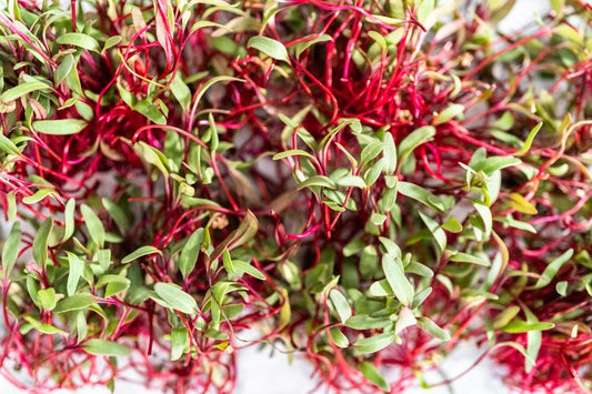 Micro Amaranth Red