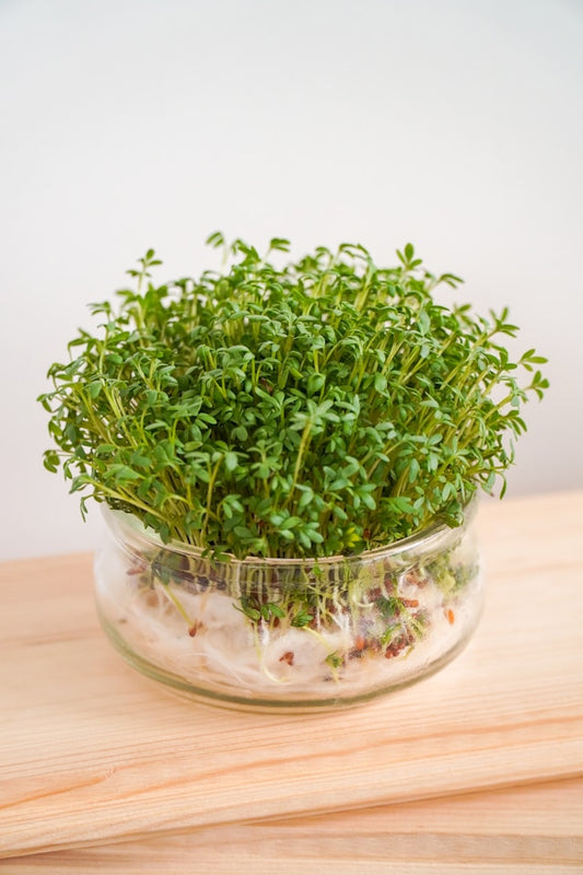 Micro Watercress