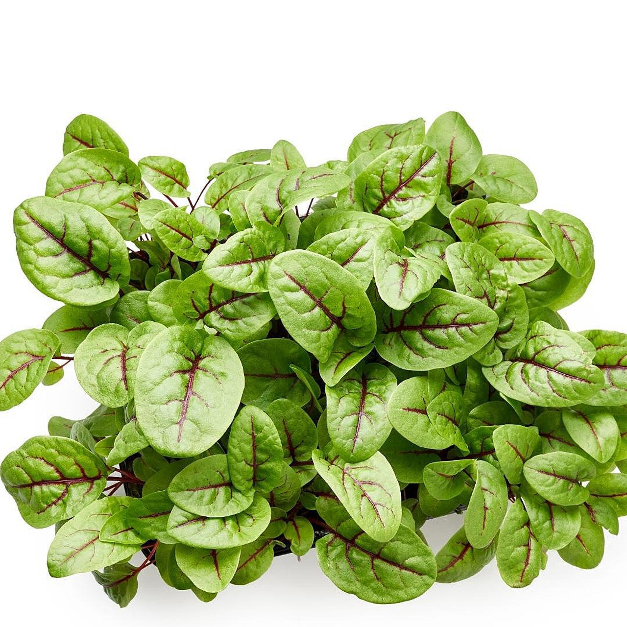 Mirco Sorrel