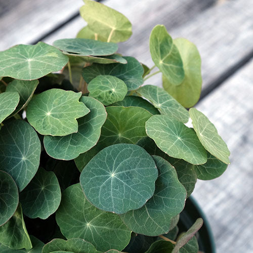 Nasturtium Leaves