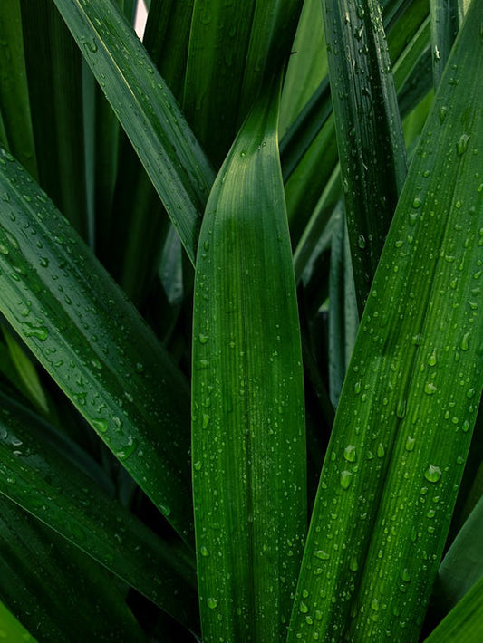 Pandan Leaf