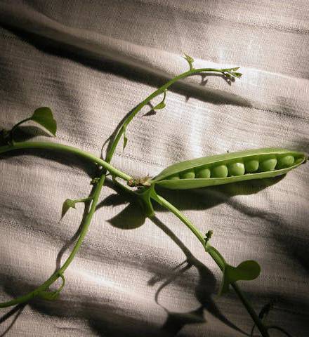 Pea tendrils