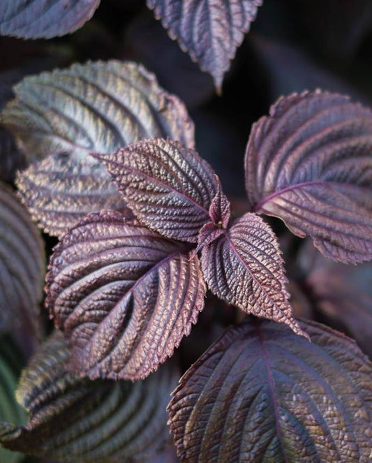 Shiso leaves