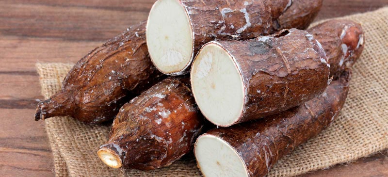 Yacca Root