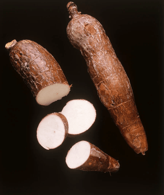 Yacca Root