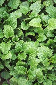 Lemon Balm