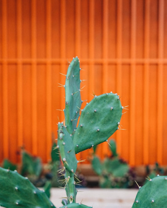 Cactus Leaves
