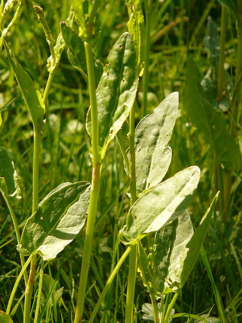 Sorrel