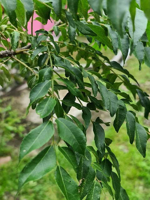 Curry leaves