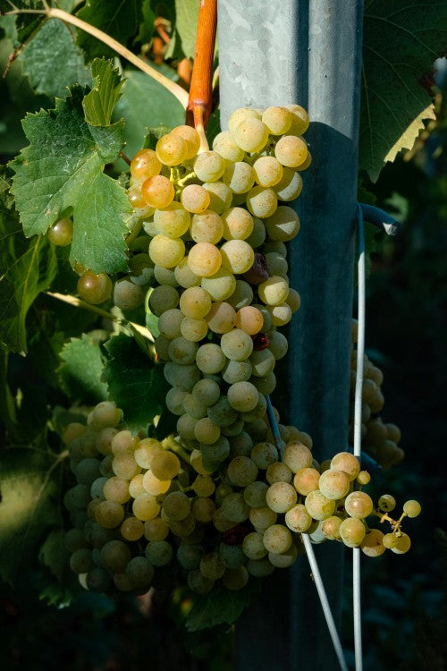 Grapes