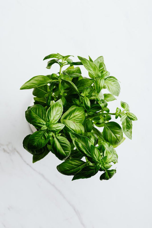 Lovage Herb