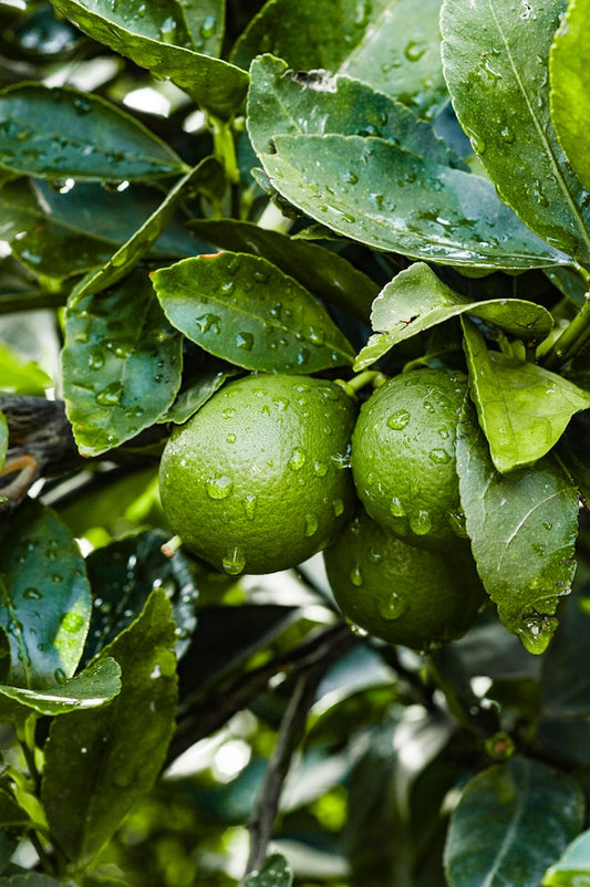 Lime leaves