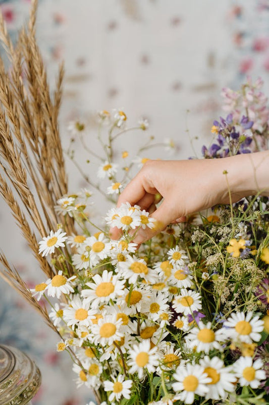 Chamomile flowers