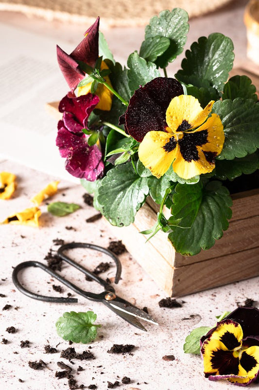 Pansies