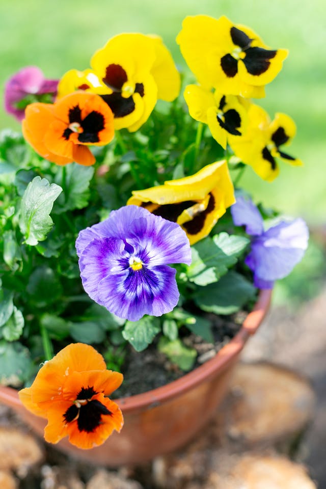 Viola flowers