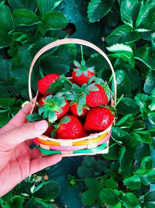 Strawberries