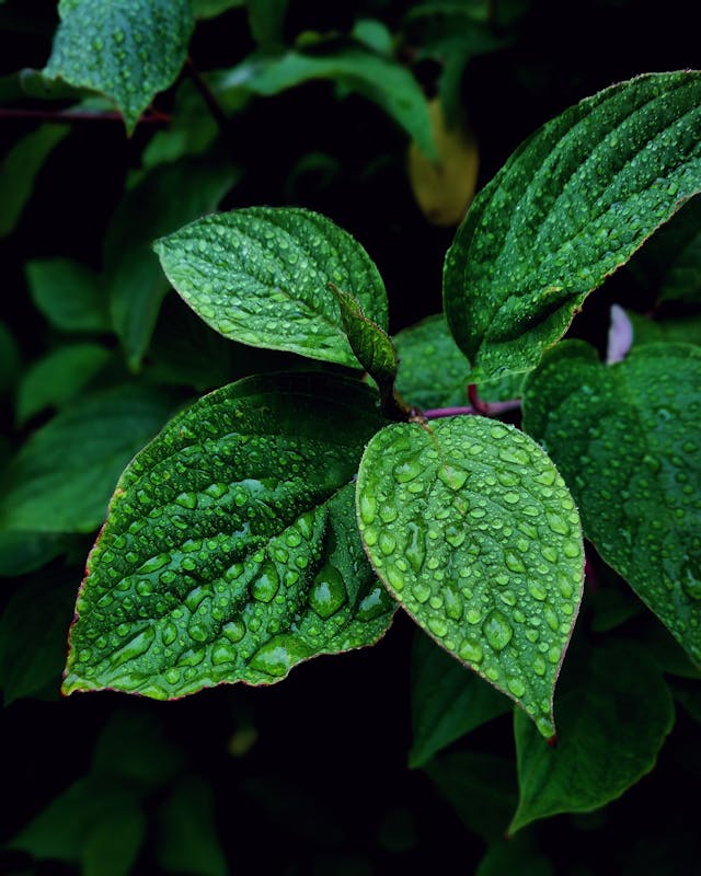 Tarragon