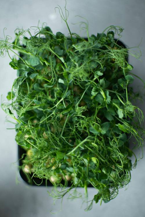 Sprouts