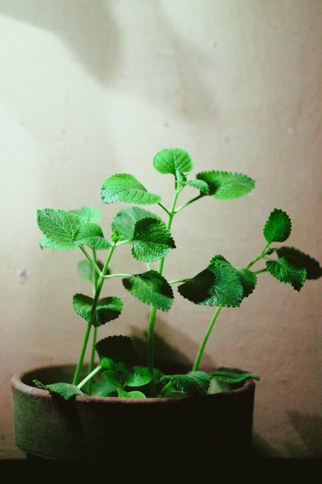 Oregano
