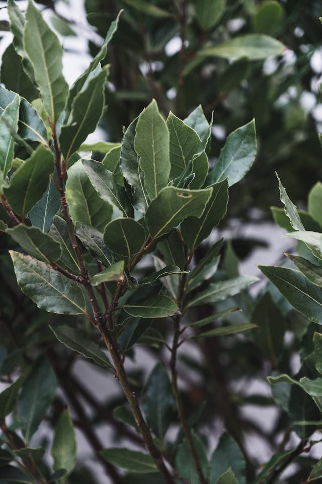 Bay Leaves