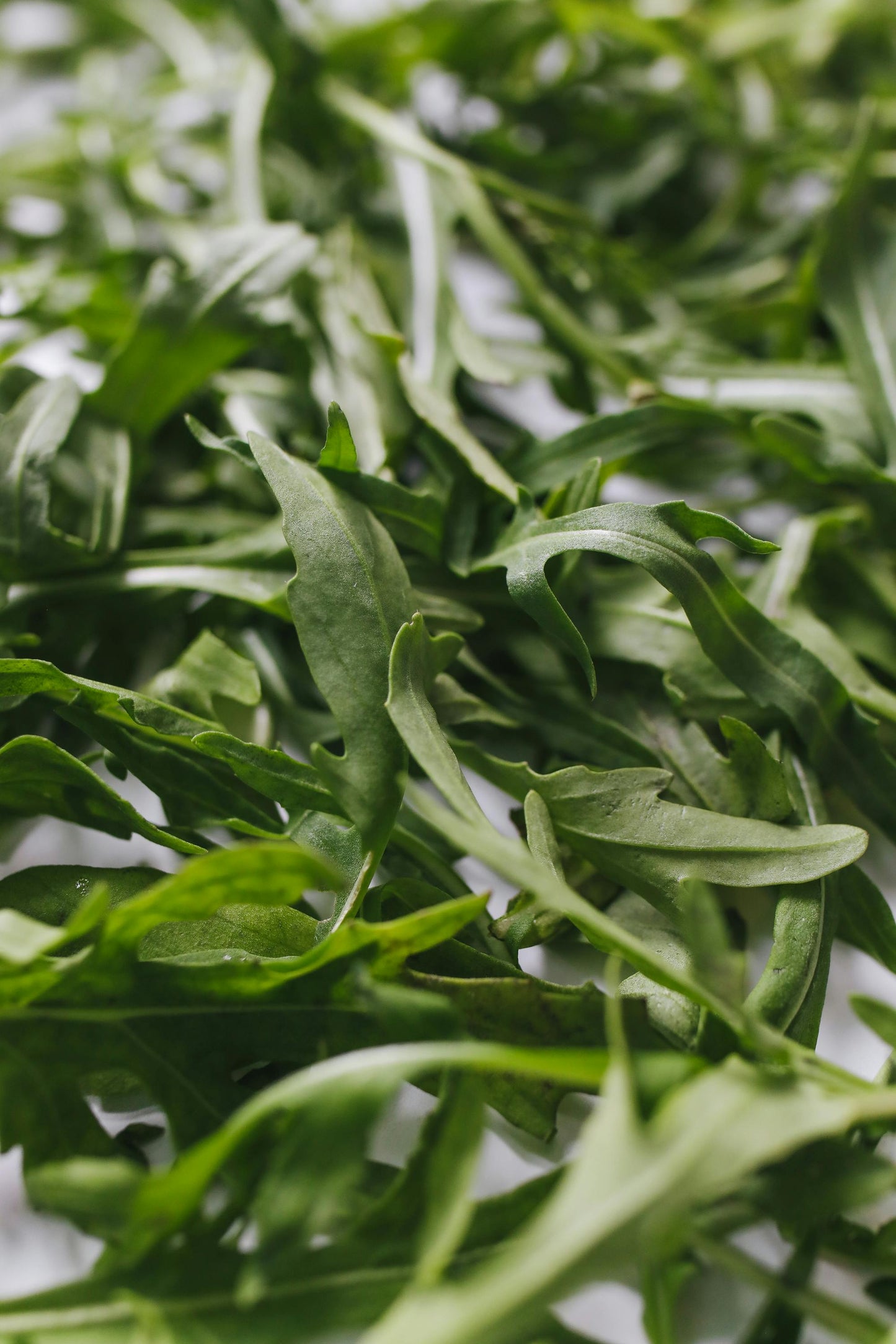 Arugula