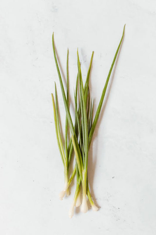 Chives