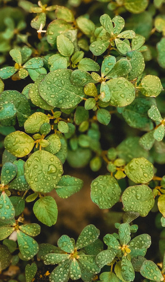 Purslane