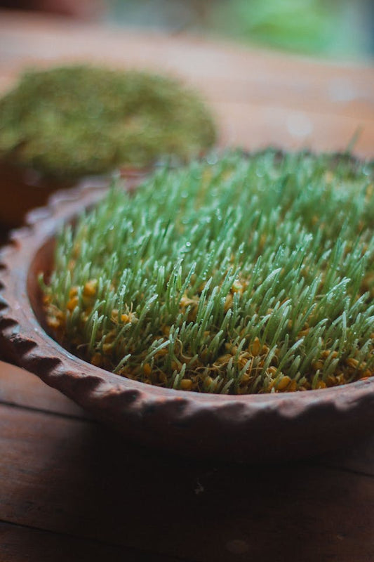 Wheatgrass