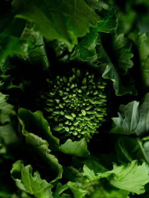 Rapini